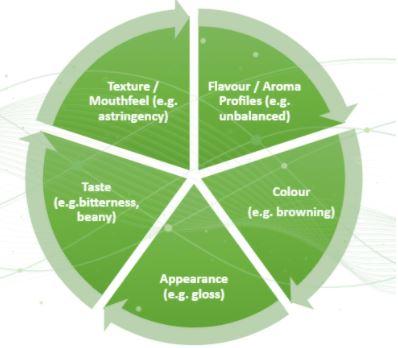 Sensory Attributes Alternative Protein Innovation