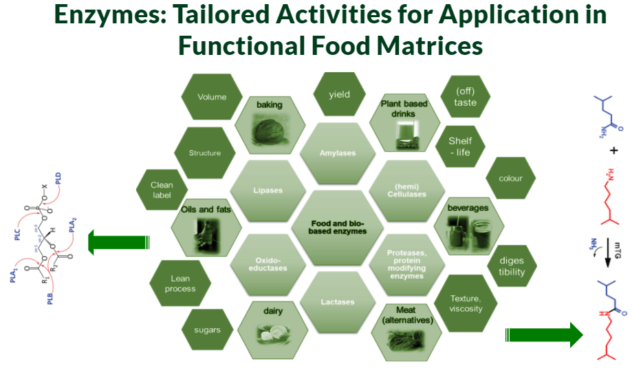 Food Enzymes Functional Food Matrices Chart