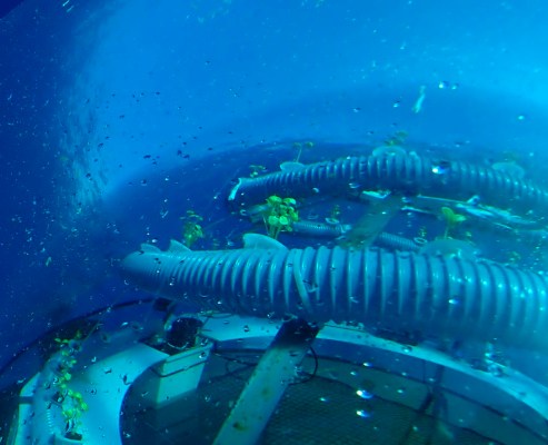 underwater farming