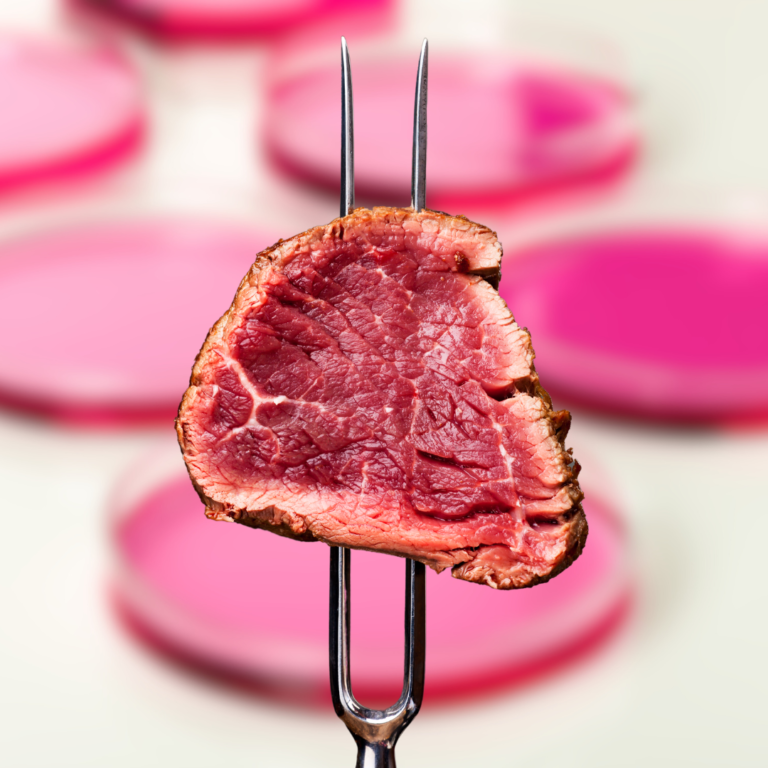 Rare meat on a fork with pink petri dishes in the background