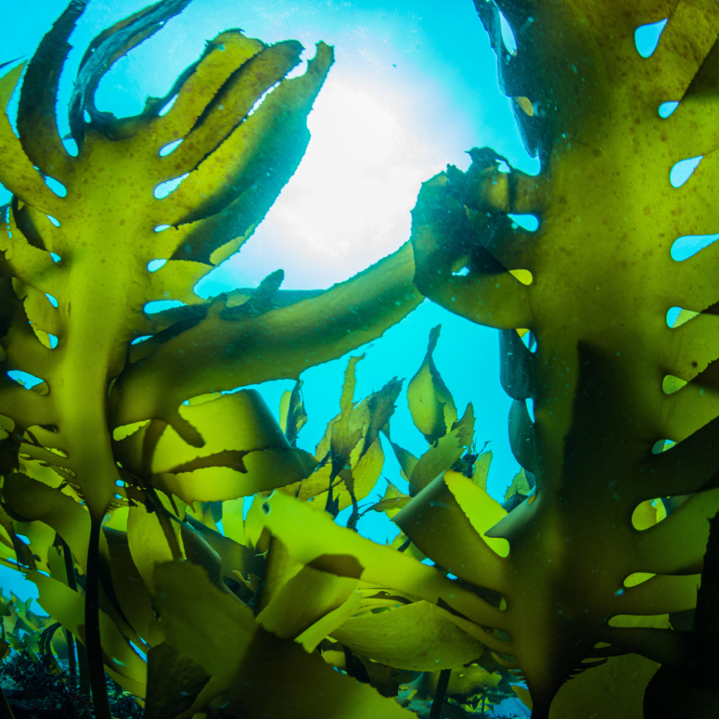 Green seaweed floating in the ocean
