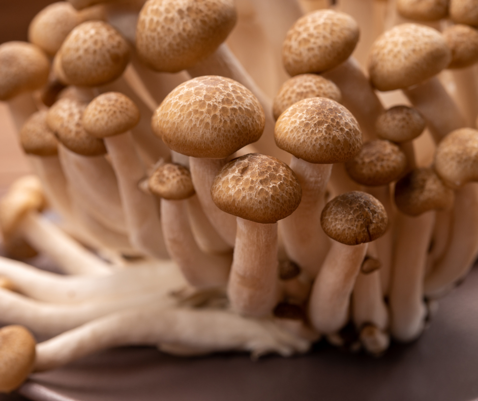 Close up of Shimeji mushrooms